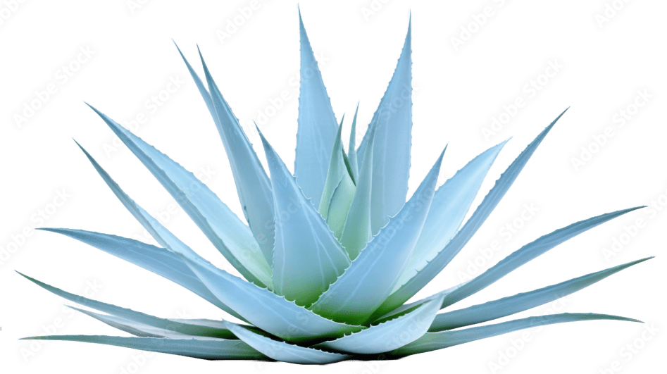 Aloe Plant