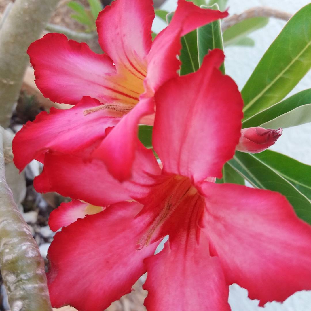 sss-redflower Sarasota Succulent Society Gardens