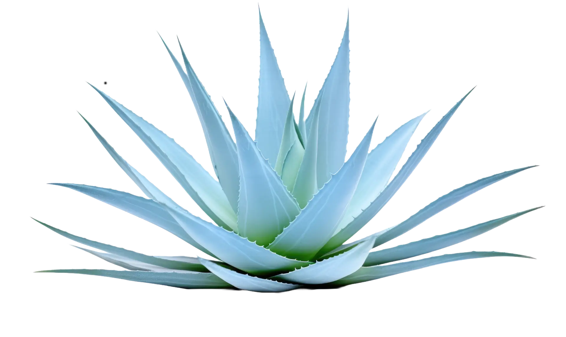 Aloe Plant