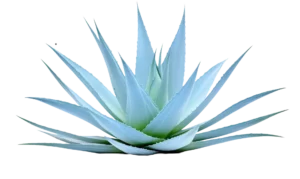 Aloe Plant